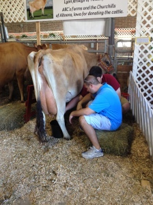 milking cow 1